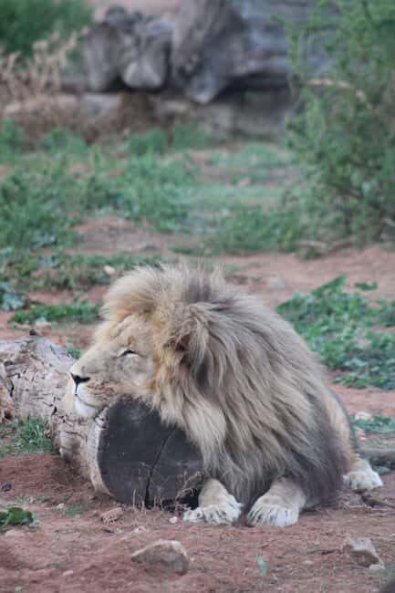 Addo Elephant Park: Big 7 Safari with Guide - Key Points