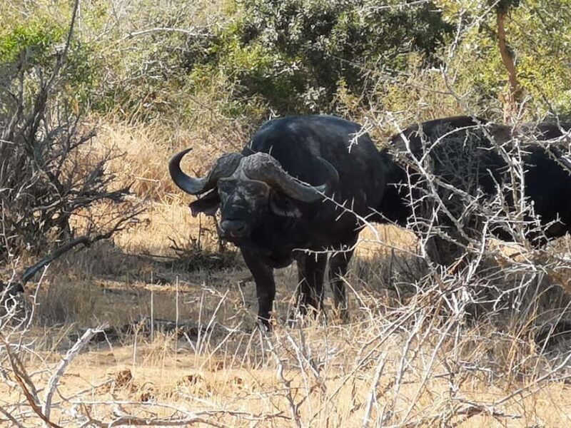 Addo Elephant Park: Big 7 Safari with Guide - A Close Look at the Addo Elephant Park Big 7 Safari