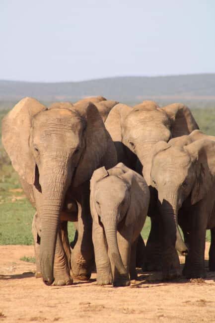 Addo Elephant Park: Big 7 Safari with Guide - Final Thoughts: Is It Worth It?
