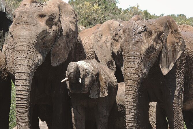 Addo Elephant Park Full day big 5 Safari - The Itinerary: What You Can Expect