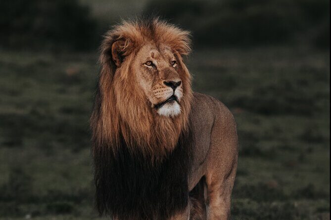 Addo Elephant Park Full day big 5 Safari - What Makes Addo Stand Out: A Conservation Success Story