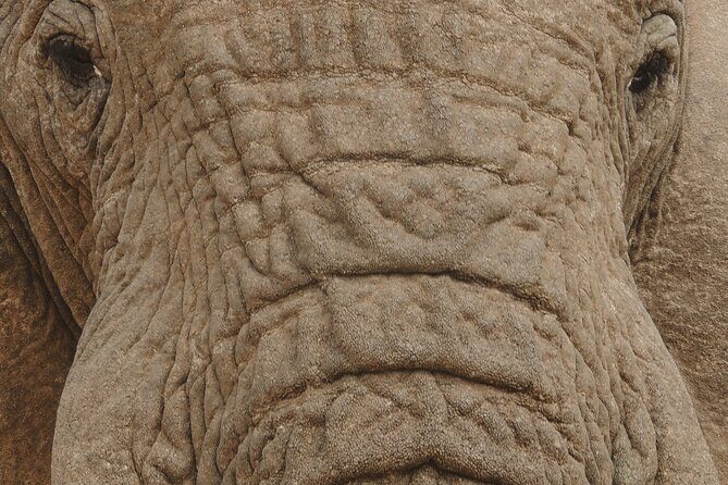 Addo Elephant Park Full day big 5 Safari - Practical Details and Tips