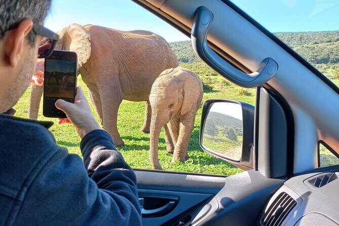 Addo Elephant Park Full day big 5 Safari - Final Thoughts: Is It Worth It?