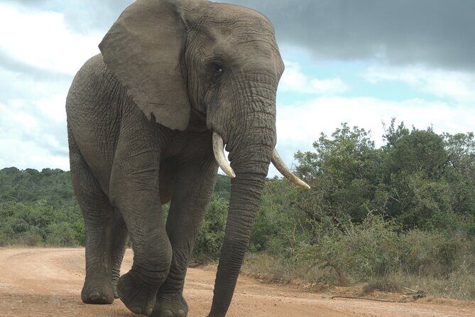 Addo Elephant Park Full day big 5 Safari - FAQ