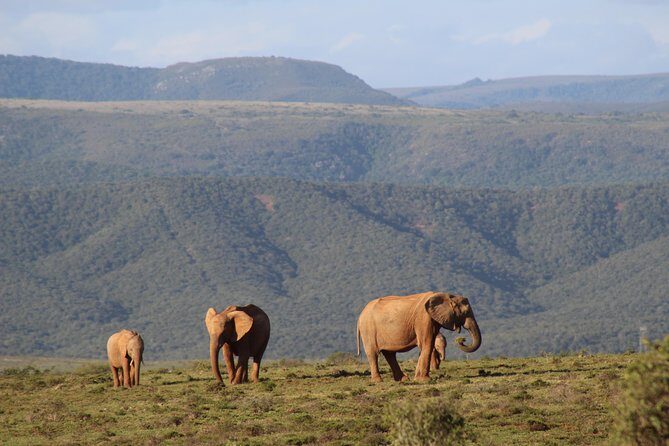 Addo Elephant Park multi-day Photo Safari - A Closer Look at the Itinerary