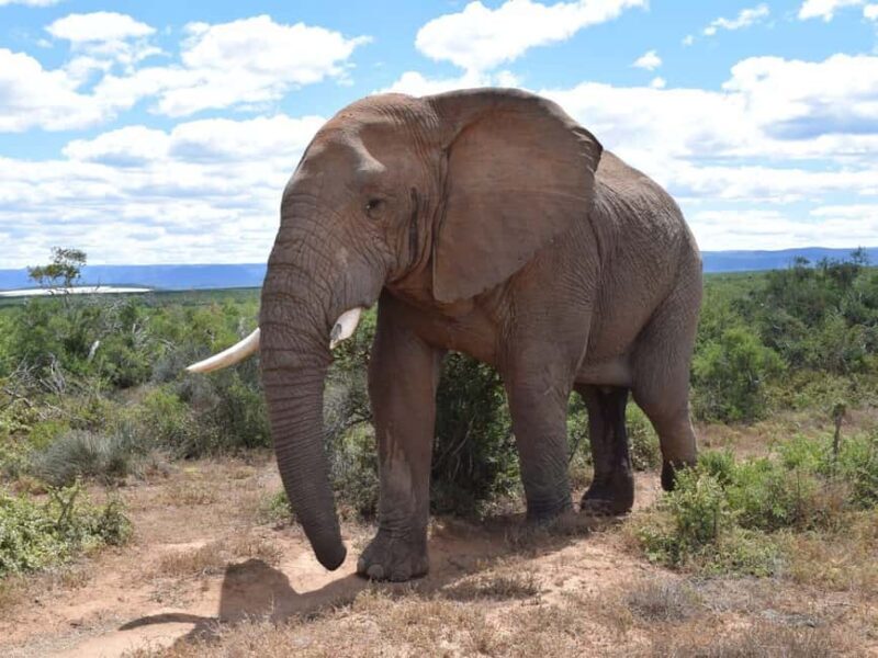 Addo Elephant Park: Safari from Port Elizabeth - Key Points