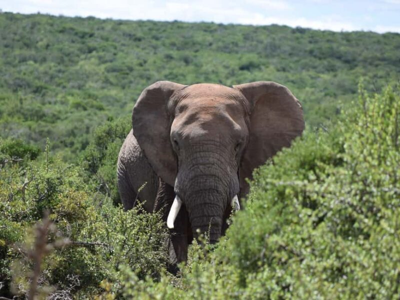 Addo Elephant Park: Safari from Port Elizabeth - An In-Depth Look at the Addo Safari Experience