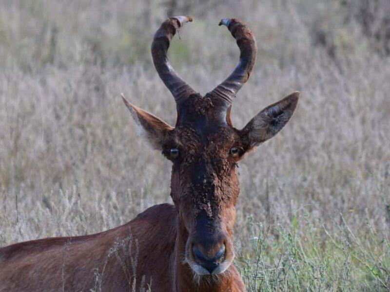 Addo Elephant Park: Safari from Port Elizabeth - FAQ