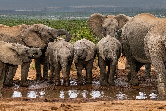 Addo Elephant Park Safari & Shore Excursion from Port Elizabeth - Key Points