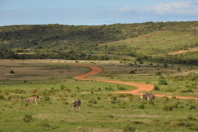 Addo Elephant Park Safari & Shore Excursion from Port Elizabeth - How This Tour Balances Cost and Experience