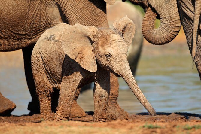 Addo Elephant Park Safari & Shore Excursion from Port Elizabeth - Final Thoughts
