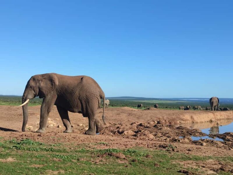 Addo Elephant Park Tours. Full Day - Who Should Consider This Tour?