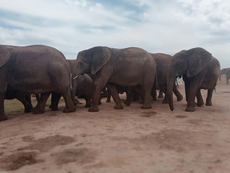 Addo Elephant Park:Safari Tour meet Big 5 to be satisfied - Key Points