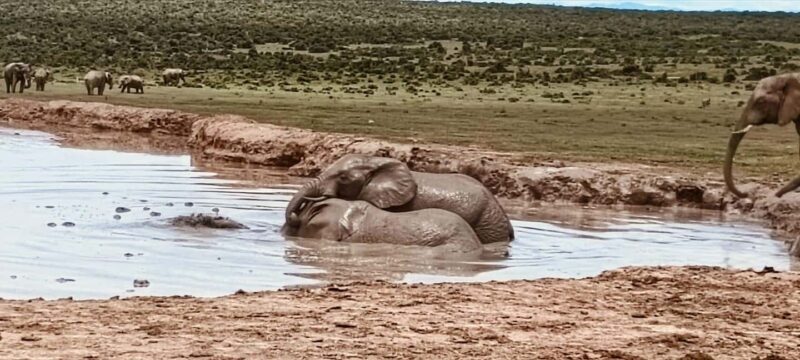 Addo Elephant Park:Safari Tour meet Big 5 to be satisfied - The Sum Up: Is This Safari Right for You?