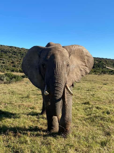 Addo: Elephant Walking Safari Experience - Key Points