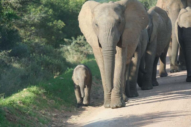 Addo: Elephant Walking Safari Experience - What the Tour Offers and Why It Matters