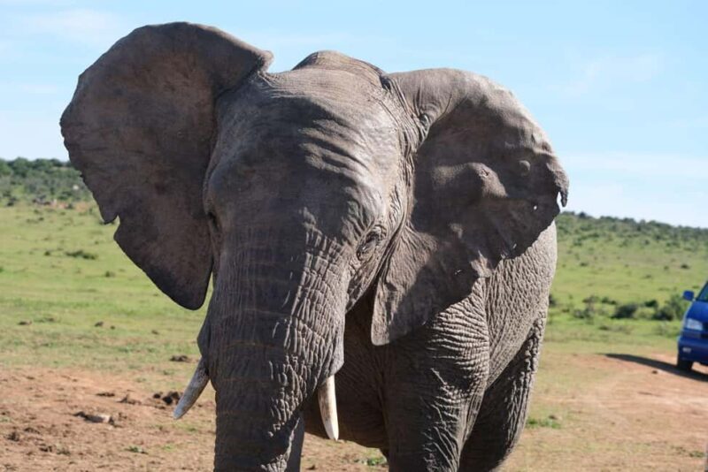Addo: Elephant Walking Safari Experience - How the Logistics Work