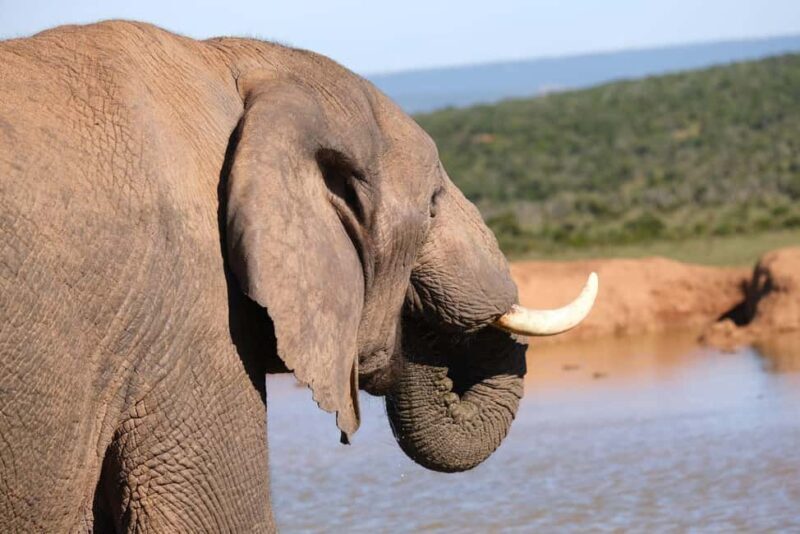 Addo: Elephant Walking Safari Experience - What Travelers Say About This Tour