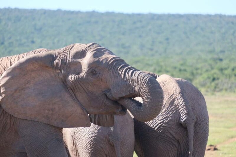 Addo: Elephant Walking Safari Experience - Practical Tips for Participants