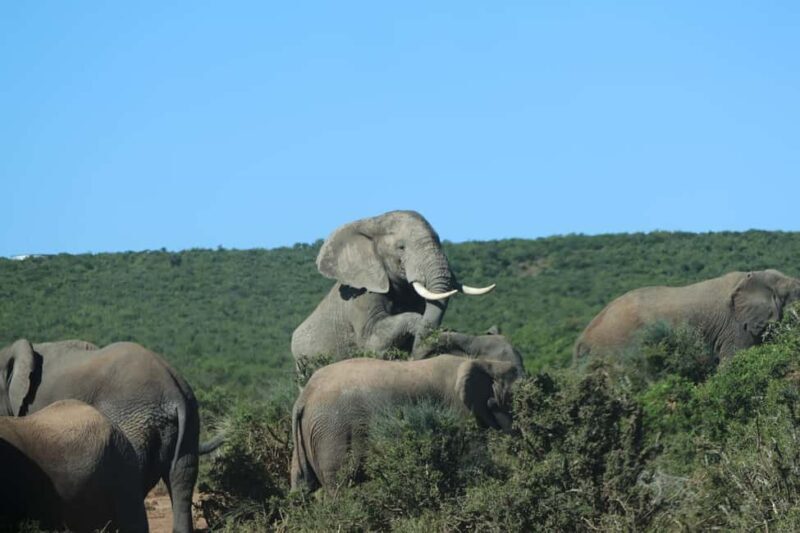 Addo: Game Drive in Addo Elephant National Park Private - A Detailed Look at the Experience