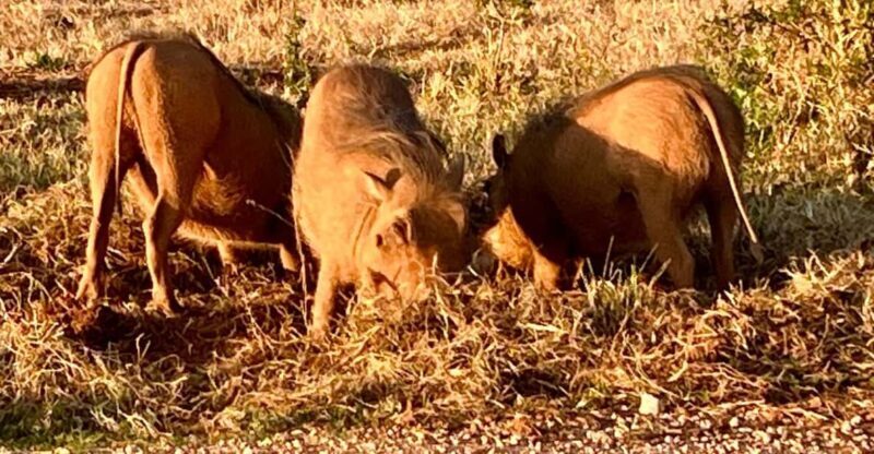 Addo National Park all-inclusive with Traditional BBQ Lunch - Key Points