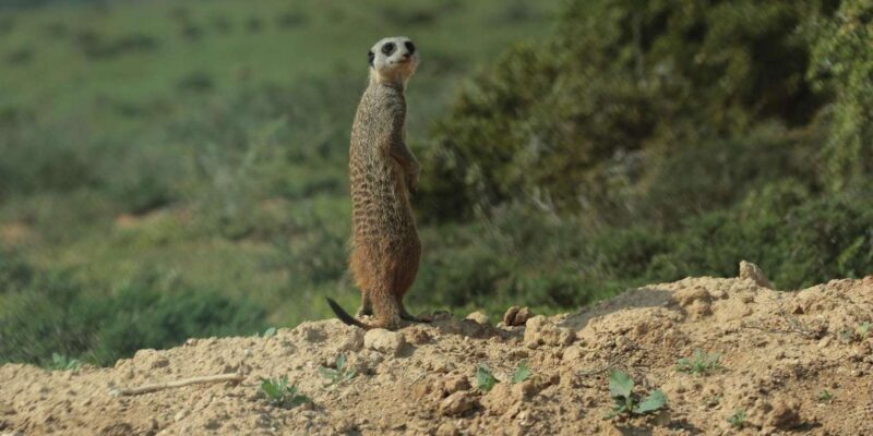 Addo National Park all-inclusive with Traditional BBQ Lunch - Why Choose the Addo National Park All-Inclusive Tour?