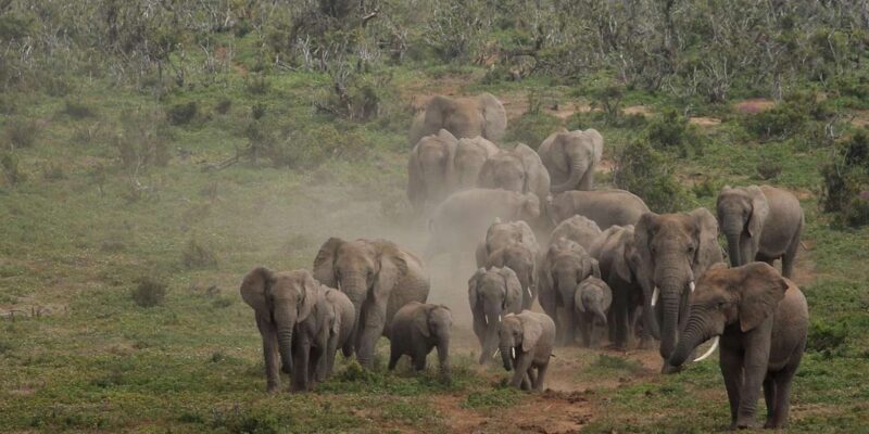 Addo National Park all-inclusive with Traditional BBQ Lunch - Authenticity and Value