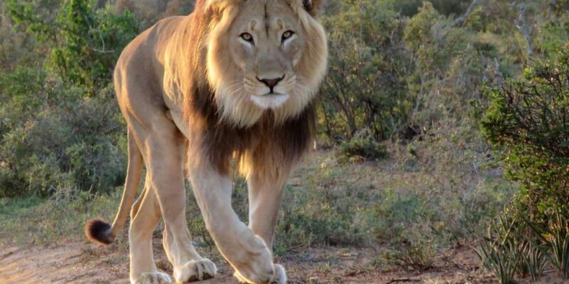 Addo National Park all-inclusive with Traditional BBQ Lunch - Final Thoughts