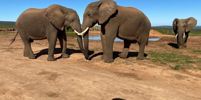Addo National Park all-inclusive with Traditional BBQ Lunch - FAQs