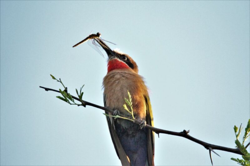 Addo River Safari - Guided Tour via Canoe - Meta Description