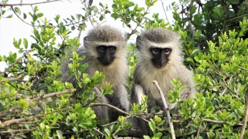 Addo River Safari - Guided Tour via Canoe - A Closer Look at the Experience