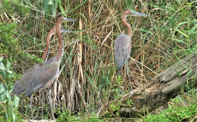 Addo River Safari - Guided Tour via Canoe - Why This Tour Might Be Perfect for You