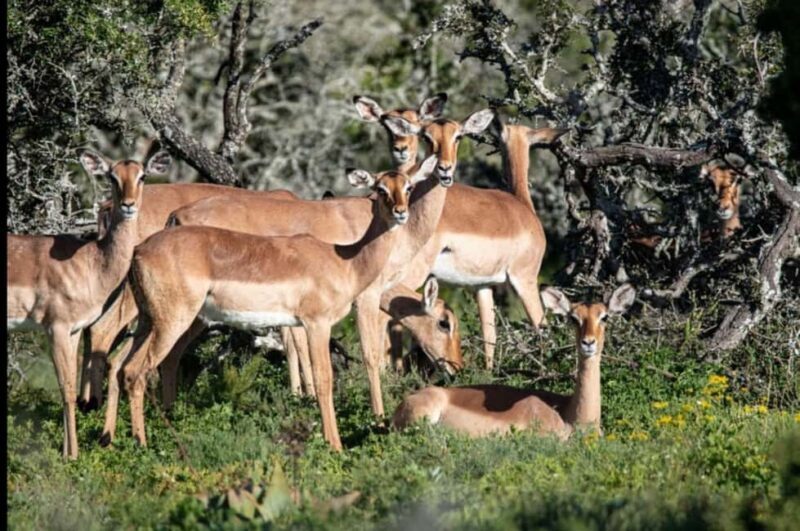 Addo Wildlife Reserve Sunset Safari +Bush Dinner :Gqeberha - Key Points