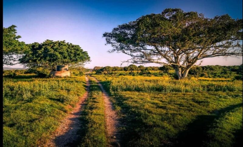 Addo Wildlife Reserve Sunset Safari +Bush Dinner :Gqeberha - A Closer Look at the Experience