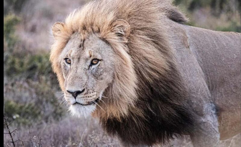Addo Wildlife Reserve Sunset Safari +Bush Dinner :Gqeberha - Authenticity and Value
