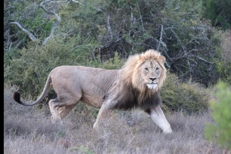 Addo Wildlife Reserve Sunset Safari +Bush Dinner :Gqeberha - FAQ