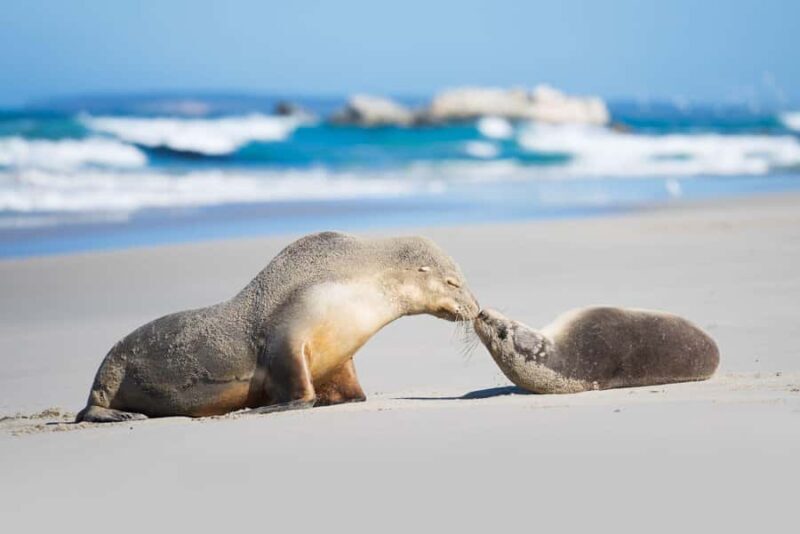 Adelaide: 3-Day Kangaroo Island Adventure Tour with Camping - Transportation, Accommodation, and Practicalities
