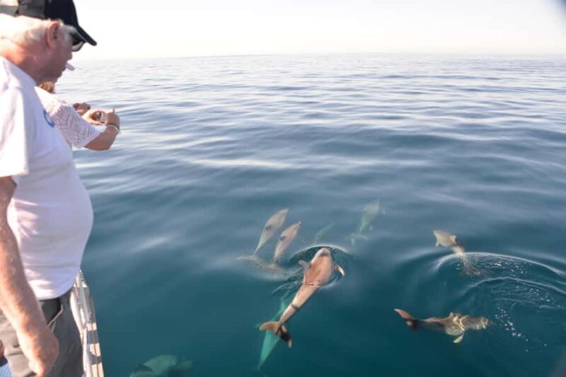 Adelaide: 4-Hour Guaranteed Wild Dolphin Watching Cruise - Key Points