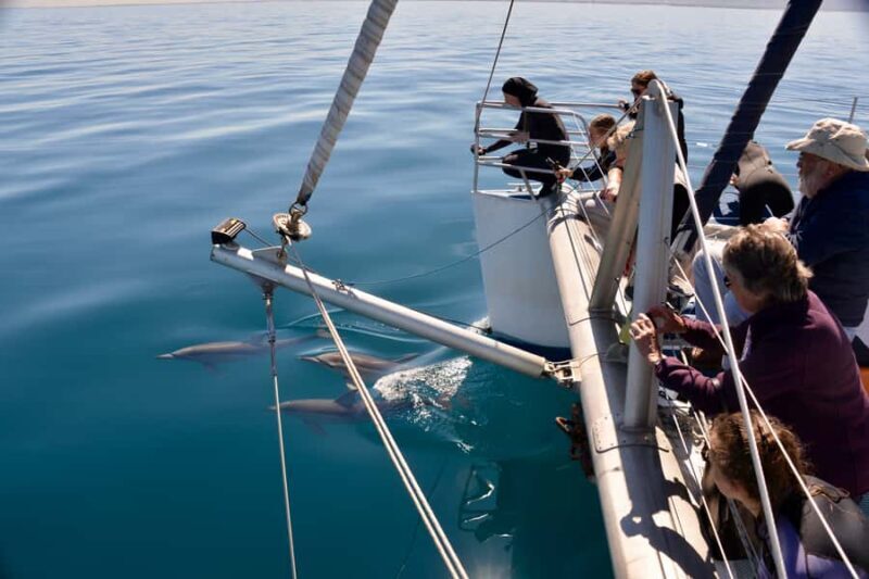 Adelaide: 4-Hour Guaranteed Wild Dolphin Watching Cruise - The Itinerary: What to Expect on the Dolphin Cruise