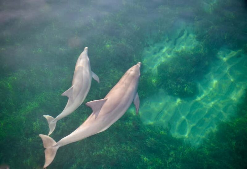 Adelaide: 4-Hour Guaranteed Wild Dolphin Watching Cruise - Practical Tips for Your Dolphin Cruise