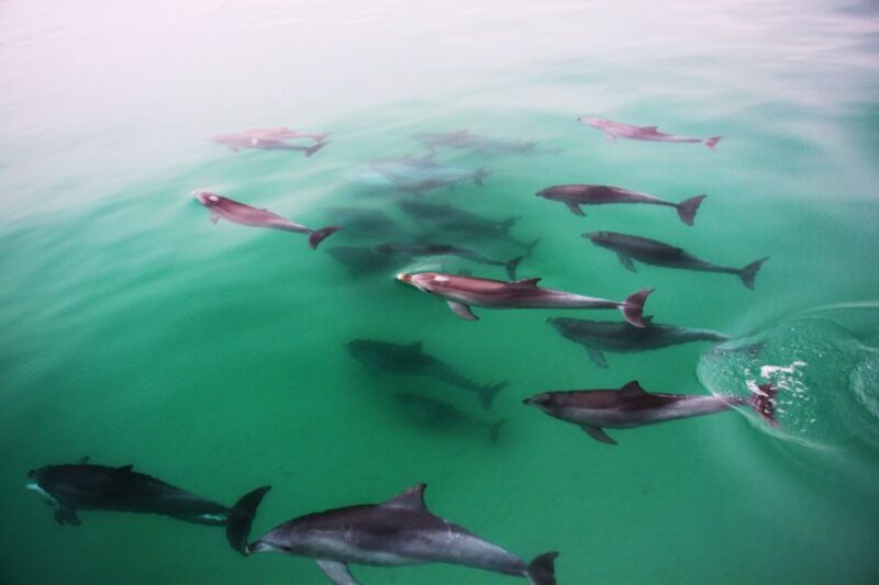 Adelaide: 4-Hour Guaranteed Wild Dolphin Watching Cruise - FAQs
