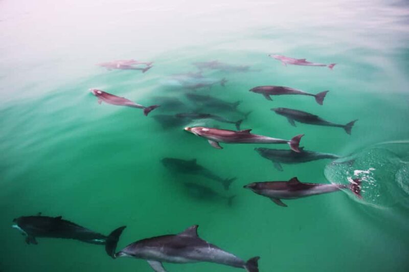 Adelaide: 4-Hour Swimming with Dolphins Experience - Key Points