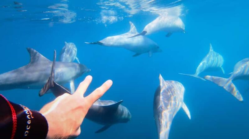 Adelaide: 4-Hour Swimming with Dolphins Experience - A Detailed Look at the Experience