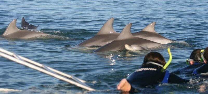 Adelaide: 4-Hour Swimming with Dolphins Experience - The Cost-Value Relationship