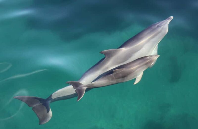 Adelaide: 4-Hour Swimming with Dolphins Experience - Practical Tips for Travelers