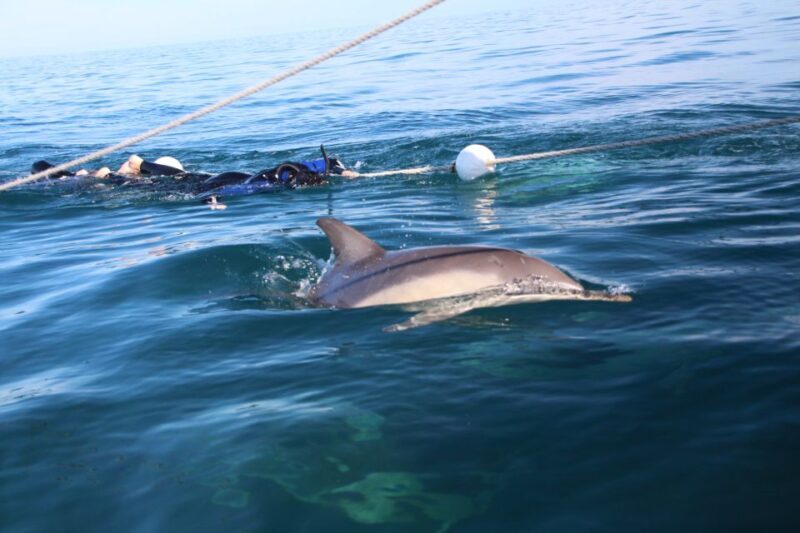 Adelaide: 4-Hour Swimming with Dolphins Experience - Frequently Asked Questions