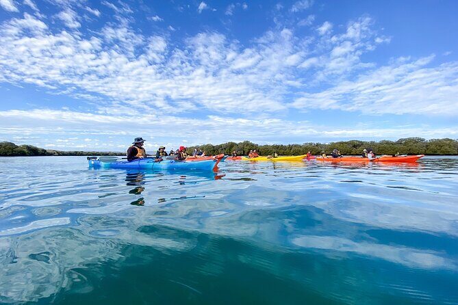 Adelaide Dolphin Sanctuary and Ships Graveyard Kayak Tour - Audience and Suitability