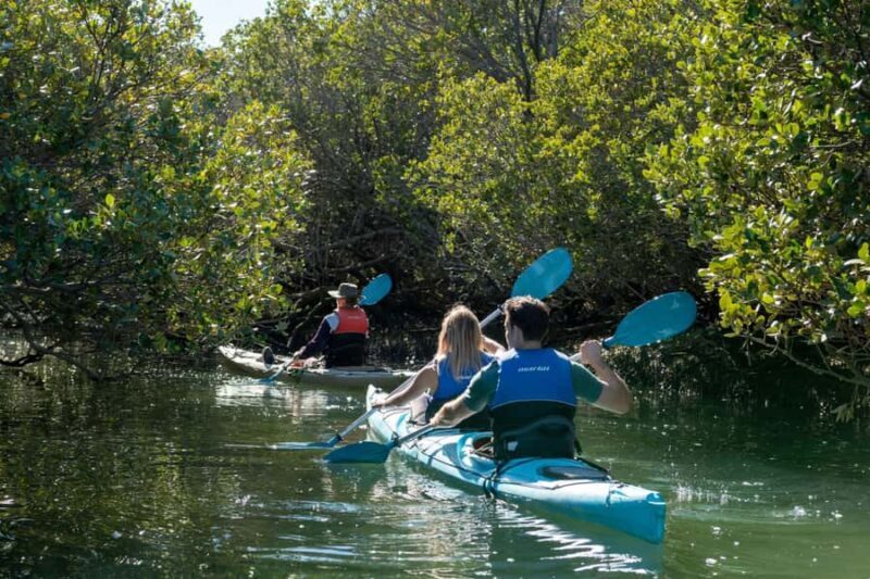Adelaide: Dolphin Sanctuary Eco Kayaking Tour - An In-Depth Look at the Eco Kayaking Experience