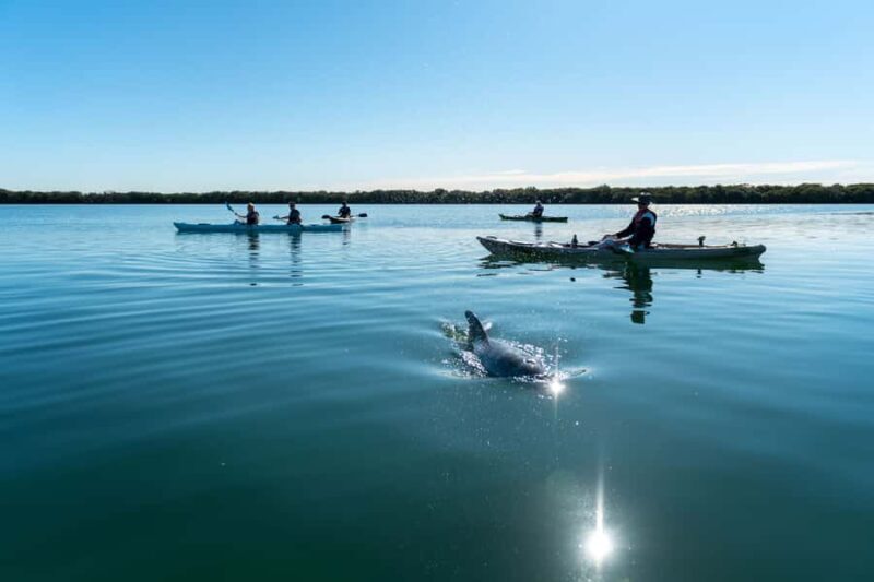 Adelaide: Dolphin Sanctuary Eco Kayaking Tour - Practical Tips for Your Kayaking Adventure