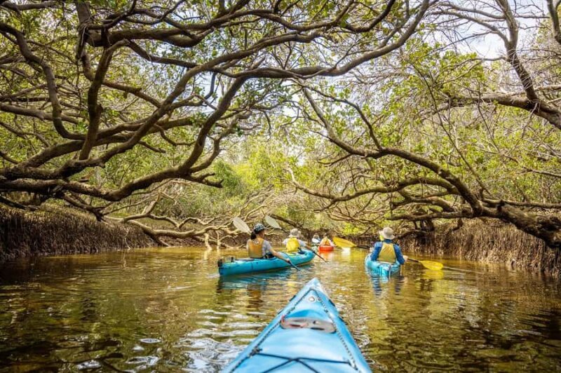 Adelaide: Dolphin Sanctuary Mangroves Kayak Tour - An In-Depth Look at the Experience